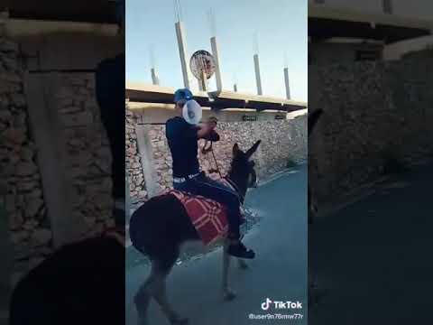 شدو ولادكم تشبع ضحك