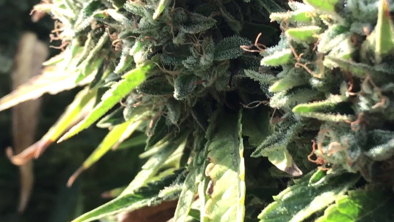Outdoor medical grow: OCTOBER HARVEST 2017