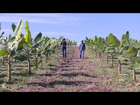 Vídeo: Culturas florestais: tipos, plantio e cuidados, lavoura e cultivo