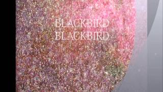 Video thumbnail of "Blackbird Blackbird - So Sorry Girl"