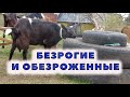 Откуда козы безрогие