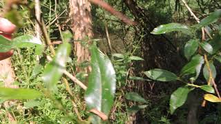 Salix triandra 210611