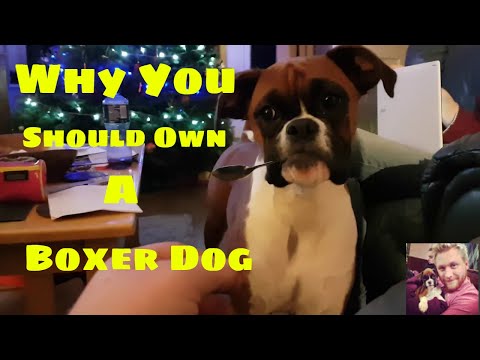 if-you're-thinking-of-buying-a-beautiful-boxer-dog---watch-this!-#boxerdog