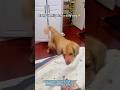 Puzzling behaviors of golden retriever 🐕 #dog #dramatic #goldenretriever #reaction #joy