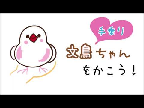 かわいい動物 文鳥のイラストの描き方 How To Draw A Paddy Bird たのしい図案教室 Happy Illustration Room Youtube