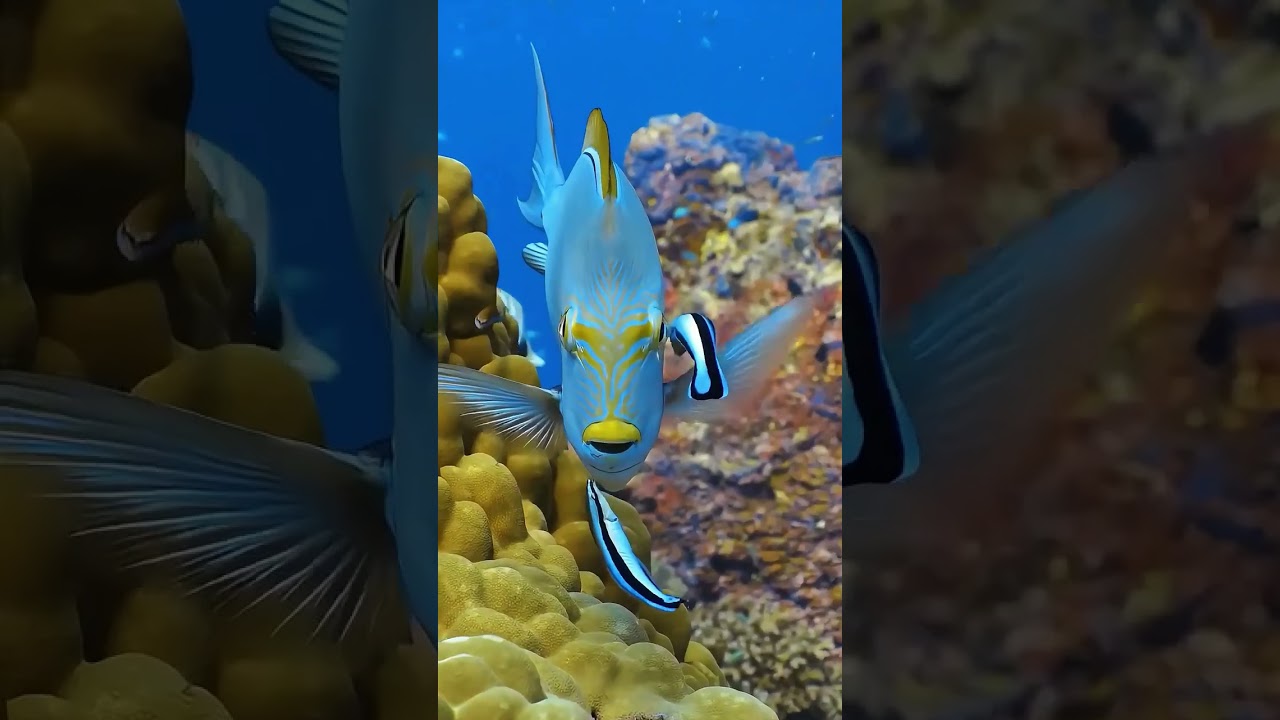 Did you know goldfish can recognize faces? 🤯 