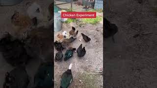 Will chickens choose chicken food or chicken meat? 🤯