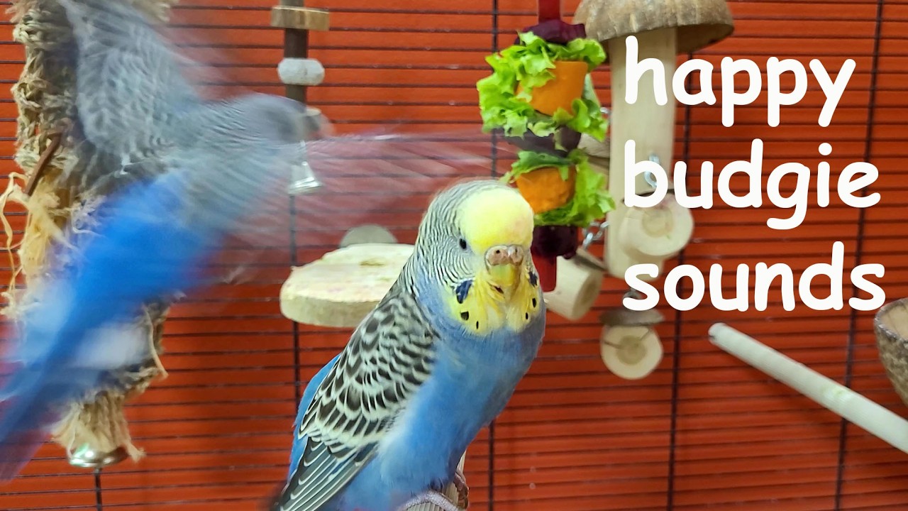 happy budgie sounds