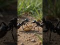 मेहनत, लगन और प्यार से हर काम पूरा किया जा सकता है। 🐜🌾 लड़ाई की कोई जरूरत नहीं। #प्यार #दोस्ती