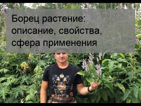 Видео: Борец или аконит северно