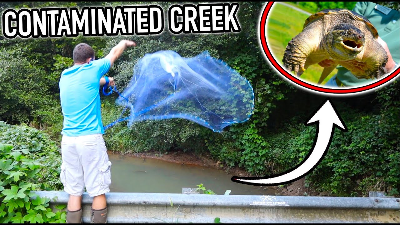 Что живёт в загрязнённом ручье??? (Ручей-монстр)