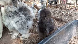 Black and blue silkie pullet