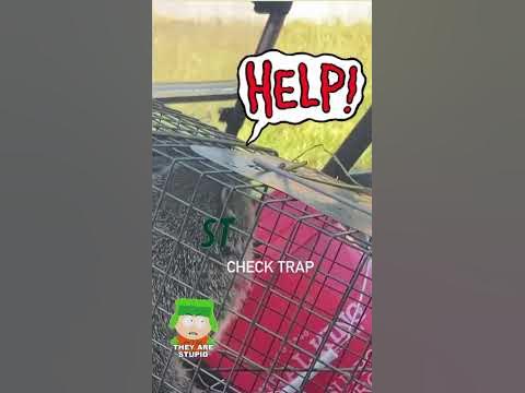 “THEY ARE STUPID” Easy steps to catch groundhogs in your Deer Food