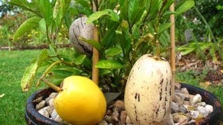 How to grow Pepino fruit from Seeds & from Cuttings