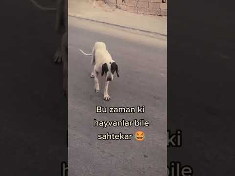 trick dog🤣🤣 Numara yapan köpek🤣🤣         @HowDoesEverythingWork06