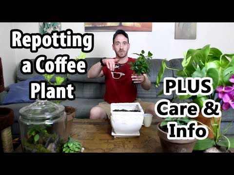 Video: Husplanter Coffee Plant: How To Grow Coffee Plant