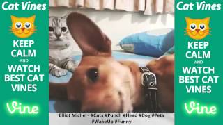 Funniest Cat Vines #121 - Updated September 17th, 2015 by Ultimate Cat Vines 1,295 views 8 years ago 19 minutes