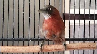 PANCINGAN TEPUS KEPALA ABU OMBYOKAN !! SUARA BREN NYIUL