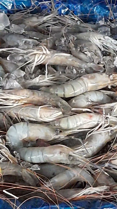 Goldha Chingri fish in the fish market  in 2023#fishcutting_skills