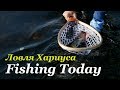 Погнали за хариусом! Ультралайт - спиннинг. Снасти, приманки, проводки! - Fishing Today