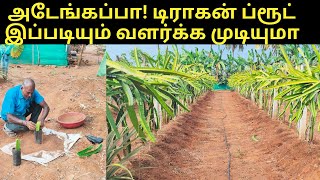 டிராகன் ப்ரூட் இப்படியும் வளர்க்க முடியுமா |Dragon fruit farming in tamil | verukkuneer