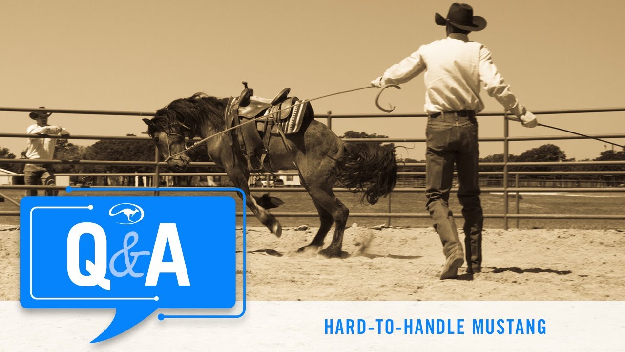 Q&A With Clinton Anderson: Hard-to-Handle Mustang