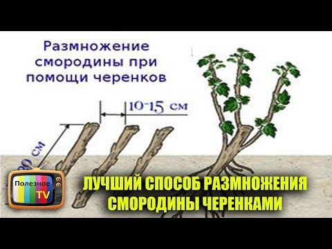 Видео: Хадгалах өвлийн алимыг хэзээ арилгах вэ? Уралын болон Ижил мөрний бүсэд хожуу сортуудыг хэзээ цуглуулах вэ? Алимыг модноос хэрхэн яаж арилгах вэ?