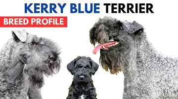 Kerry Blue Terrier Breed Profile History - Price - Traits - Kerry Blue Terrier Grooming Needs
