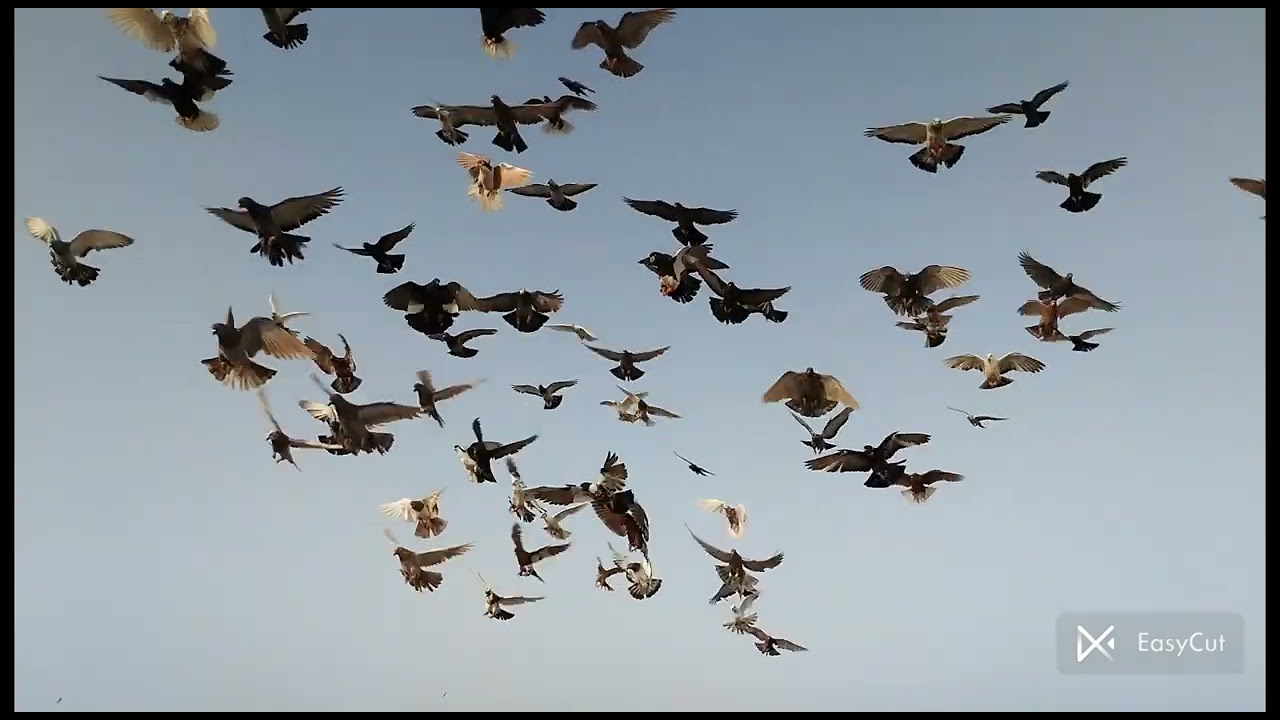 # AJ # kabutar # bht # lambay # nikal # gay #