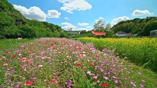 4K・ Chiba from ShinYahashira to Tokiwadaira  21st Century Forest・4K HDR