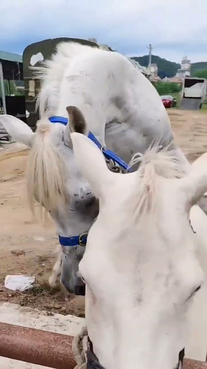 horse first meeting #horse #meeting #shortvideo #shorts