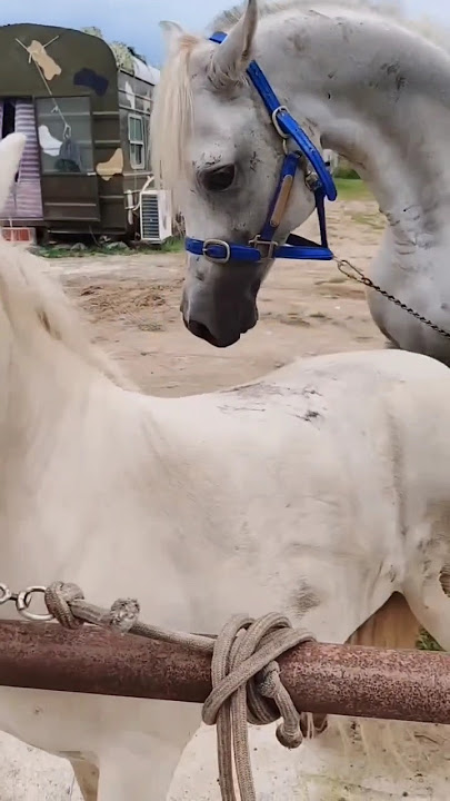 horse first meeting #horse #meeting #shortvideo #shorts