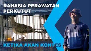 Cara Menambah Bobot Pukulan ayam kesayangan. 