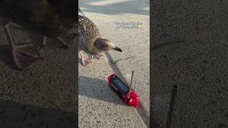 Baby seagull encounters a weather radio #fyp #seagull #cute #weatherradio #noaaweatherradio Weather 92064