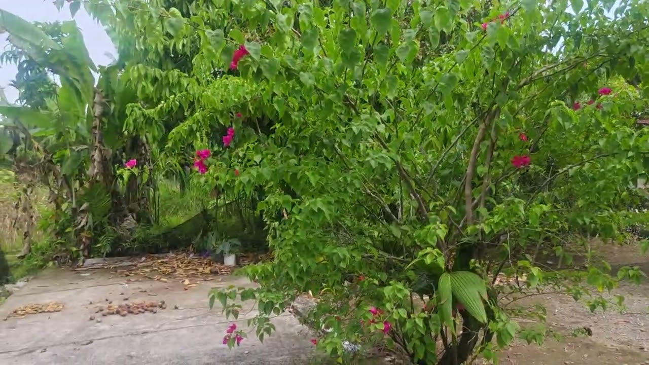 Pisang berjantung 3,tumbuh dekat rumah warga, di korong pinang Nagari pauh kambar,, pariaman,, 