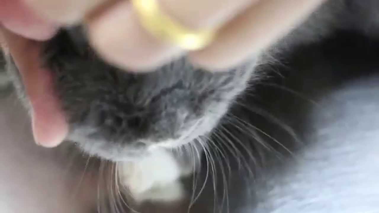 A 1 Year Old Rabbit Has Head Tilt And Fever Youtube A 1 Year Old Rabbit Has Head Tilt And Fever Youtube