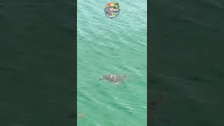 Sea turtle #fyp #seaturtle #underthesea #inmiamitoday
