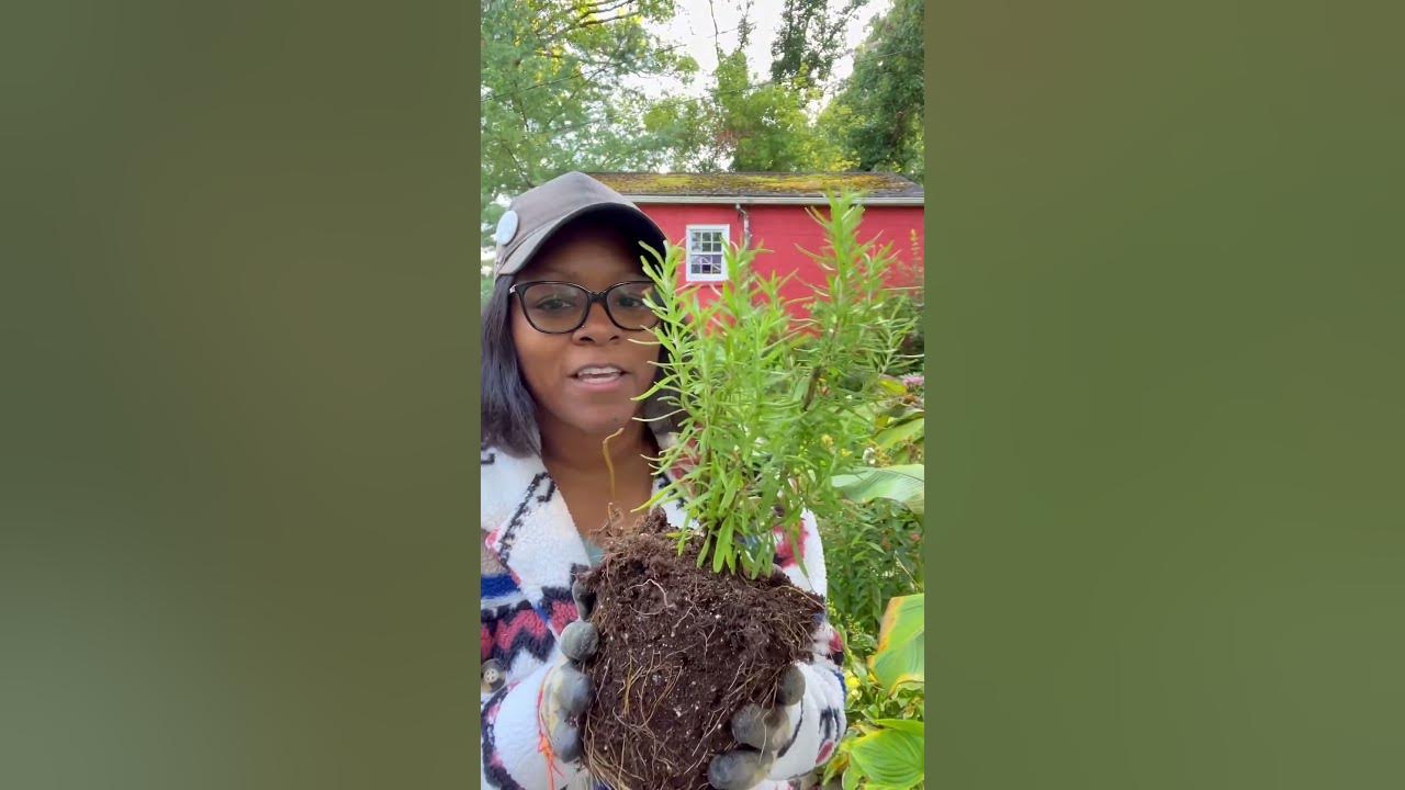 How to bring plants inside for winter gardendesign diygardening 