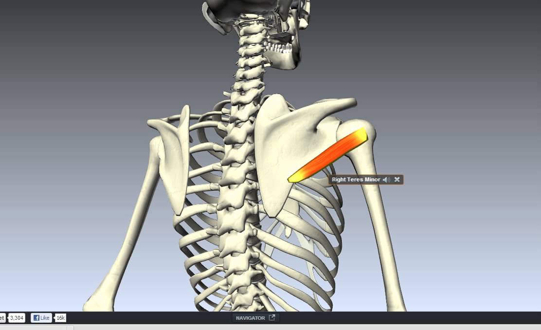 Teres minor - YouTube