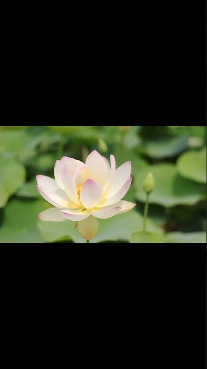 bunga teratai putih video short#shorts#bunga teratai mekar