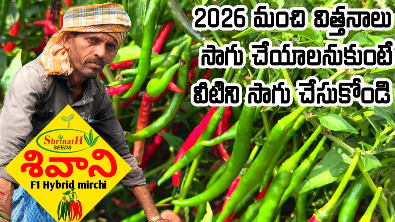 mirchi crop cultivation in telugu | chilli farming