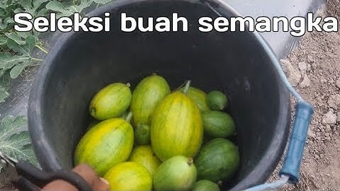 Thumbnail of Seleksi buah semangka dan pemangkasan cabang air tanaman semangka
