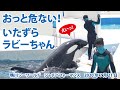 おっと危ない！いたずらラビーちゃん【2020年7月21日　鴨川シーワールド　シャチパフォーマンス】Killer whale performance, Kamogawa Sea World, J