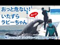 おっと危ない！いたずらラビーちゃん【2020年7月21日　鴨川シーワールド　シャチパフォーマンス】Killer whale performance, Kamogawa Sea World, J
