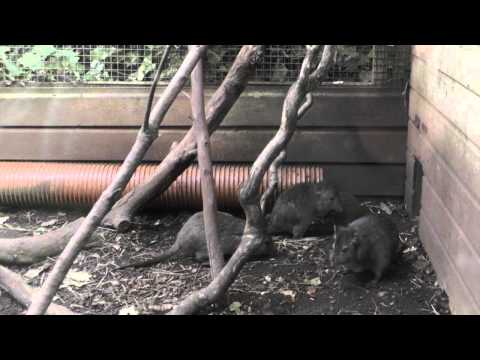 Long-nosed Potoroos, Shaldon Zoo (13th November 2013)