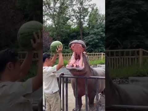 Vidéo: Qui mangent les hippopotames ?