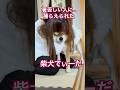 大好きなおやつを食べて、お迎えが遅れたので、暑苦しい人に捕まった柴犬てぃーだ #柴犬 #柴犬てぃーだ #沖縄