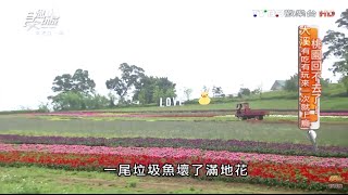 【桃園】大溪花海農場北台灣最大花海食尚玩家20160502 