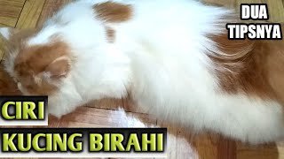 2 CARA MUDAH MELIHAT KUCING BIRAHI