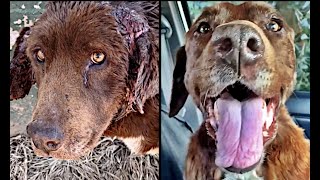 Homeless Labrador Gets Happy Ever After!